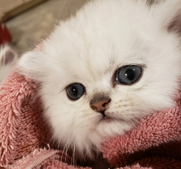 Doll-Faced Silver Chinchilla Persian Kittens for Sale