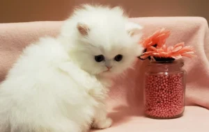 A serene white Persian cat being gently groomed, showcasing proper care and grooming .