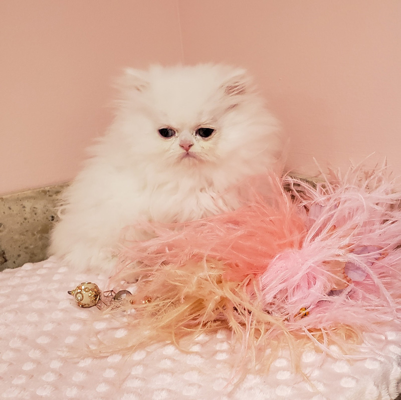 Doll Faced Chinchilla Silver Persian cat