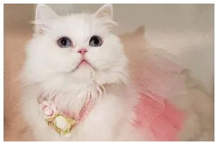 Golden and Blue Golden Persian Kittens