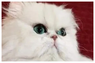 Chinchilla Silver Persian Kittens