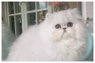 Golden and Blue Golden Persian Kittens