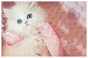 Chinchilla Silver Persian Kittens