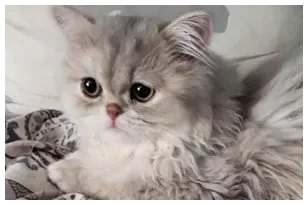 White Persian Kittens