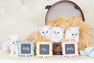 Blue Eyed White Persian Kitten