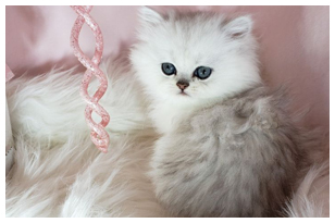 White Persian Kittens