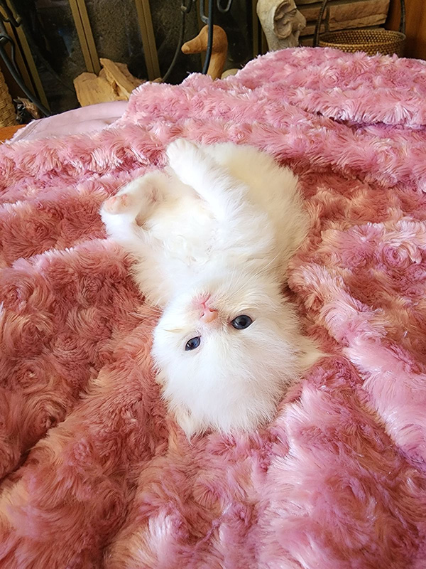 Persian cat personalities