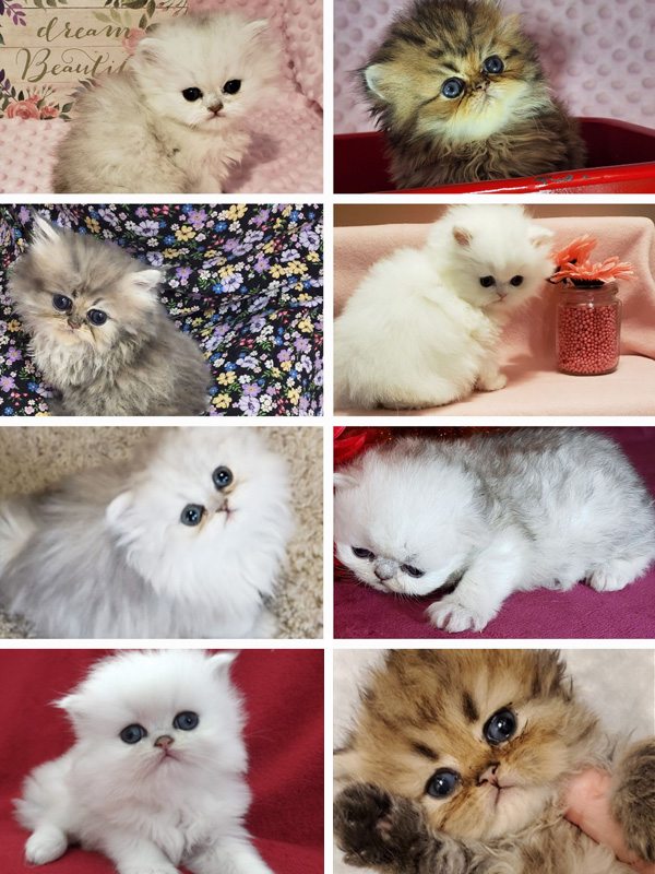 Persian cat color