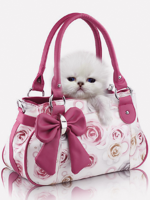 teacup cat for sale