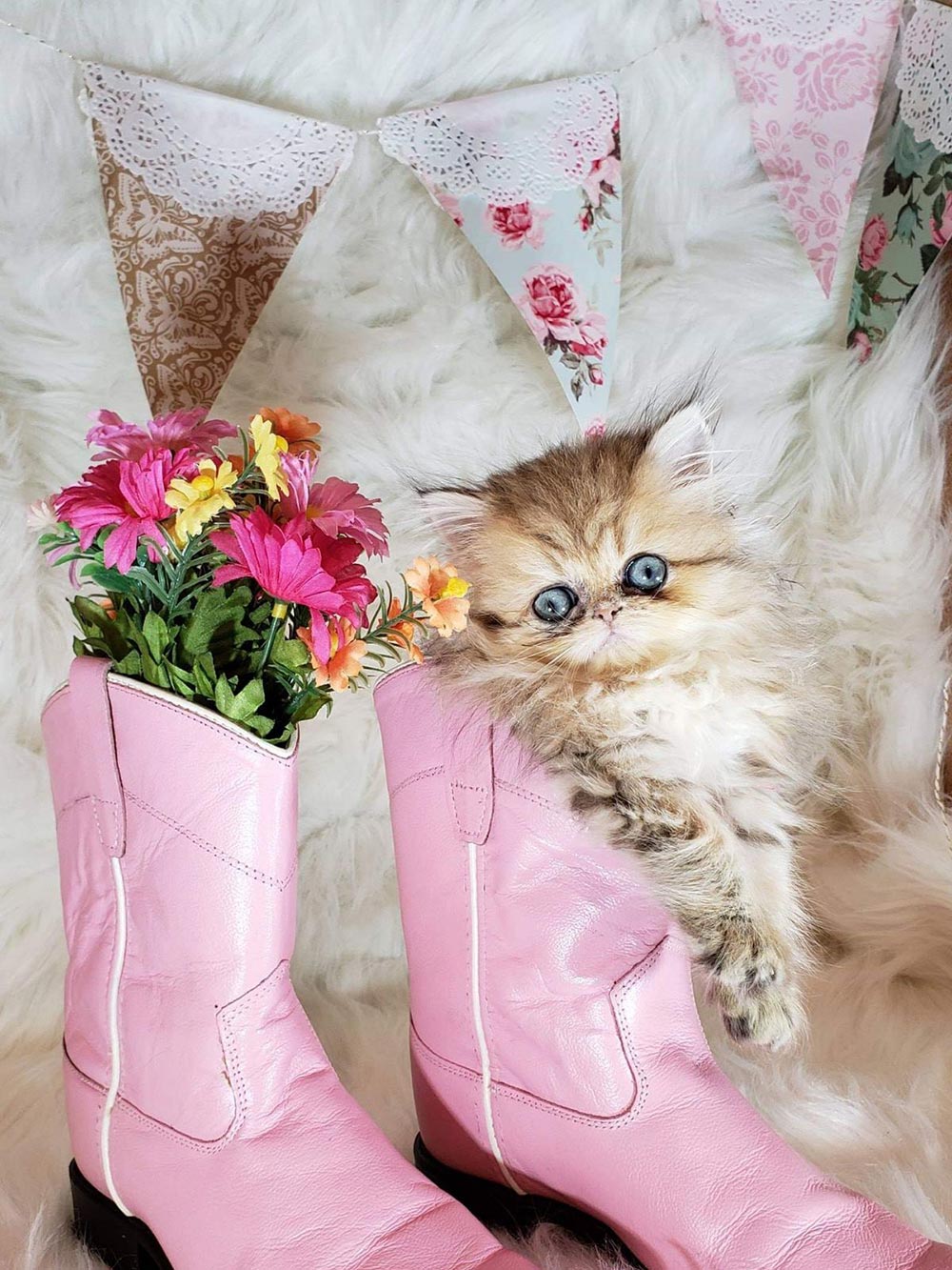 CFA Purebred Persians