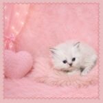 Bluepoint Himalayan Kitten