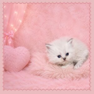 Bluepoint Himalayan Kitten