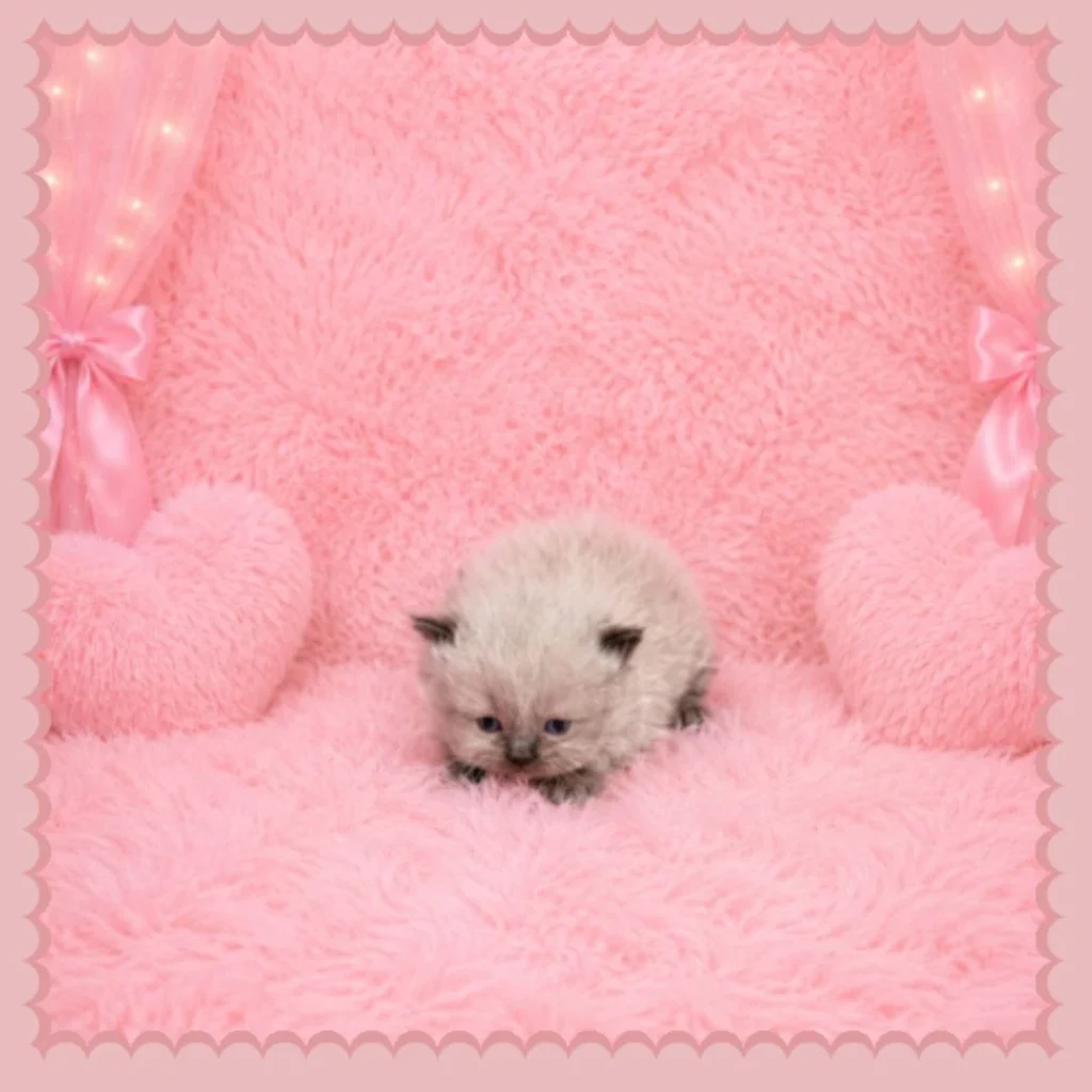 Seal Point Himalayan Kitten