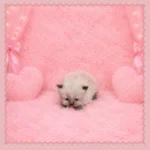 Seal Point Himalayan Kitten