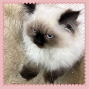 Seal Point Himalayan Kitten