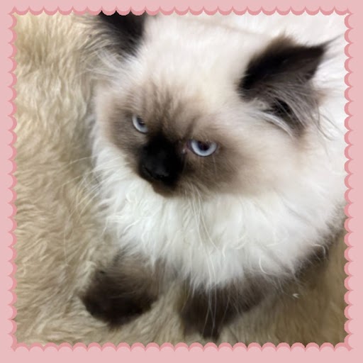 Seal Point Himalayan Kitten