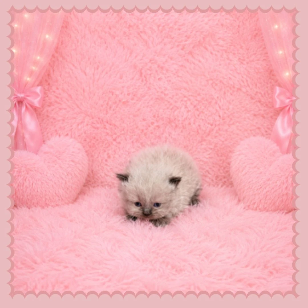 Seal Point Himalayan Kitten