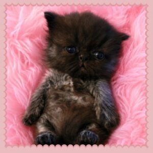 Black Smoke Persian Kitten