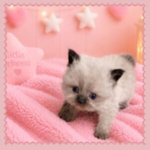 Seal Point Himalayan Kitten