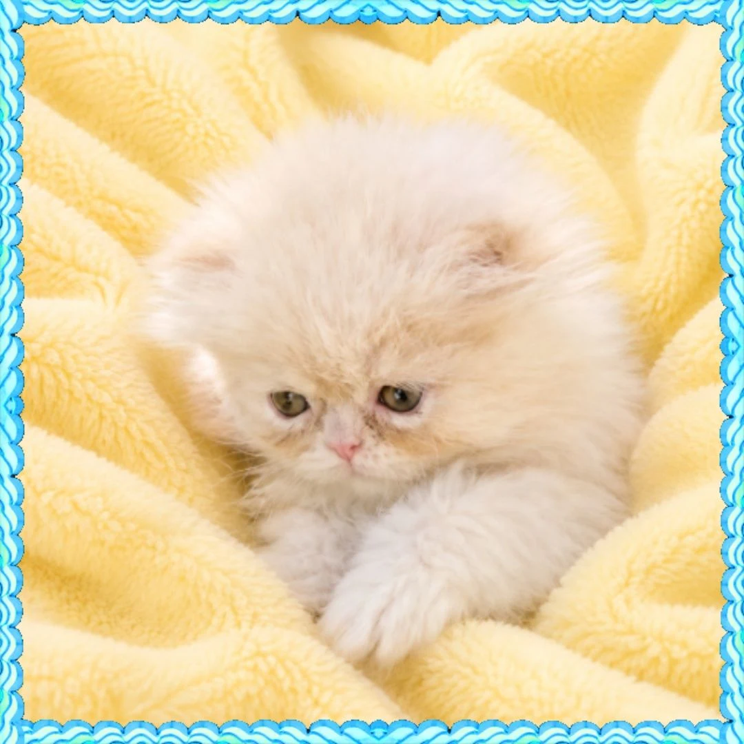 Cream Persian Kitten