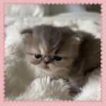 Blue and white bi-color Persian Kitten