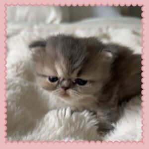 Blue and white bi-color Persian Kitten