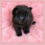 Black Persian Kitten