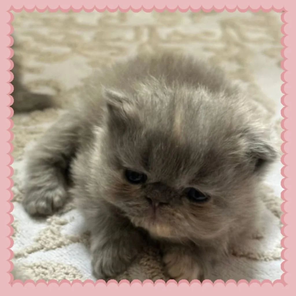 Blue Persian Kitten