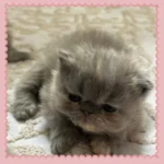 Blue Persian Kitten