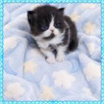 Black & White Bicolor Male Persian kitten