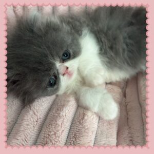 Blue and white bicolor Persian Kitten