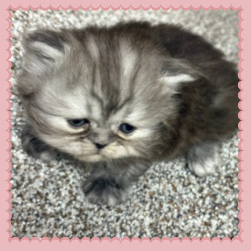 Blue shaded Persian Kitten