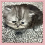 Blue shaded Persian Kitten