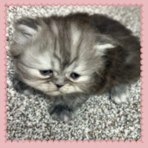 Blue shaded Persian Kitten