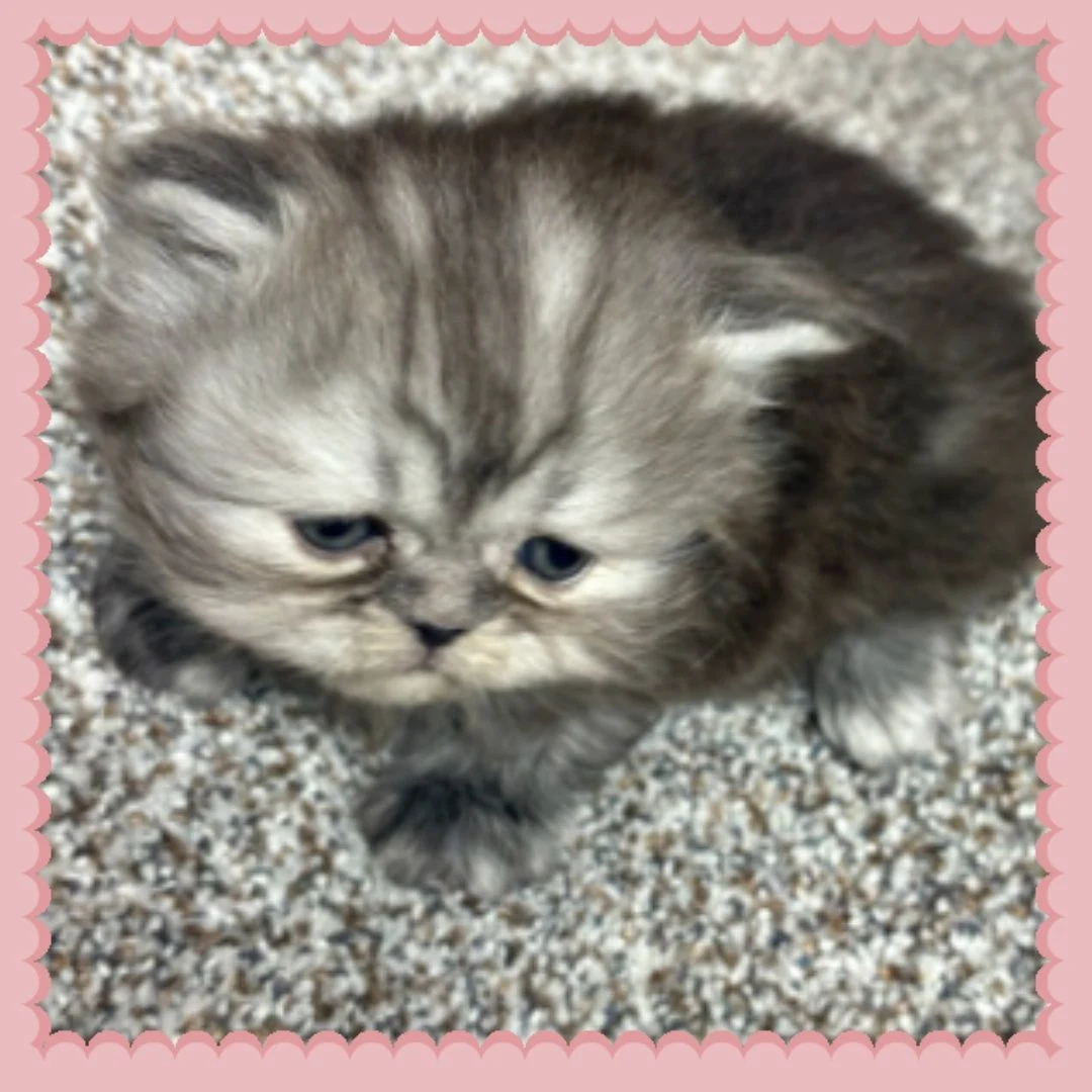 Blue shaded Persian Kitten