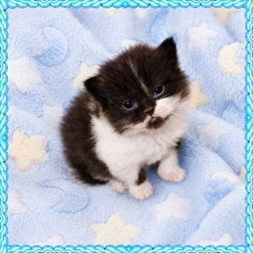Tuxedo Persian Kitten
