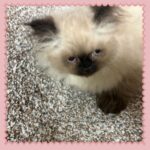 Seal Point Himalayan Kitten
