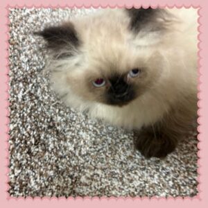 Seal Point Himalayan Kitten