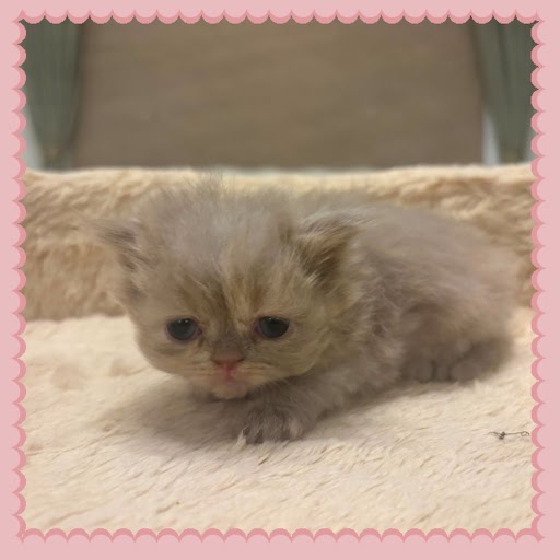 Blue Golden Persian Female