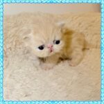 Cream Persian Kitten