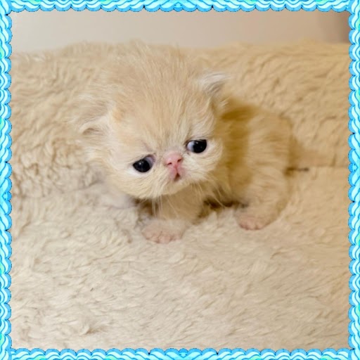 Cream Persian Kitten