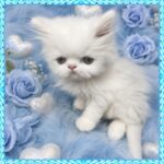 White Persian Kitten With Green Eyes