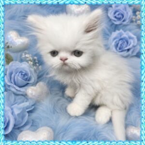 White Persian Kitten With Green Eyes
