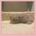 Blue Golden Persian Female Kitten in USA