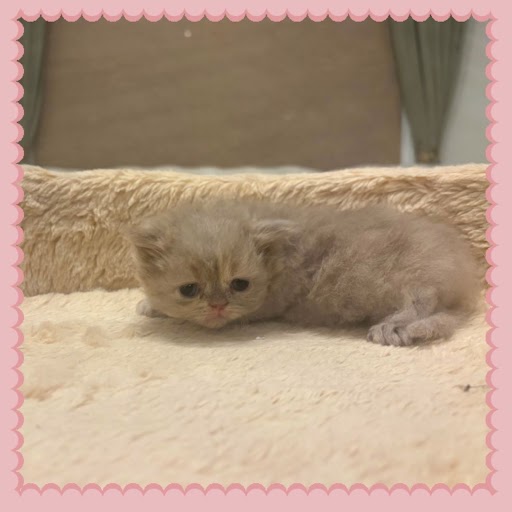 Blue Golden Persian Female Kitten in USA
