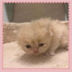 Cream Persian Female Kitten