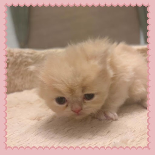 Cream Persian Female Kitten