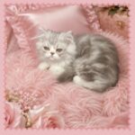 Shaded Silver Persian Kitten