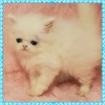 Blue-eyed white male Persian Kitten
