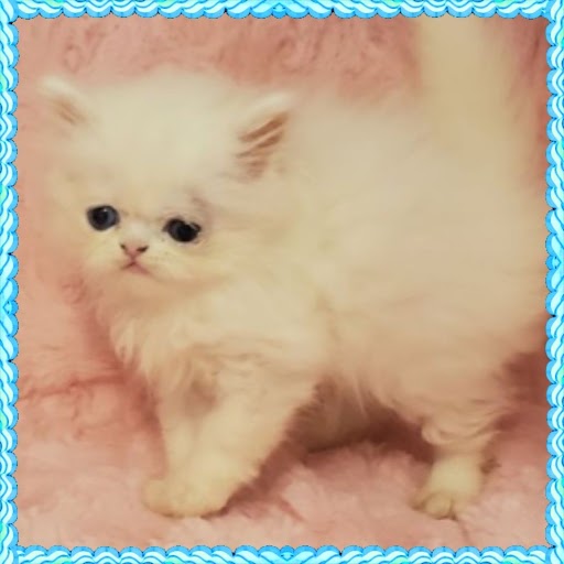 Blue-eyed white male Persian Kitten